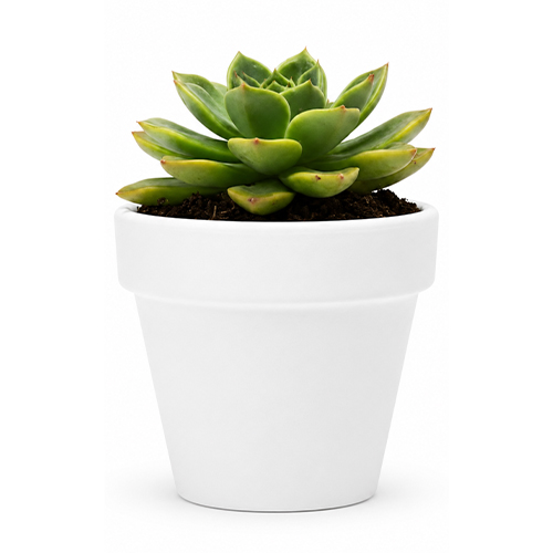 A Succulent in 2.5" Pot